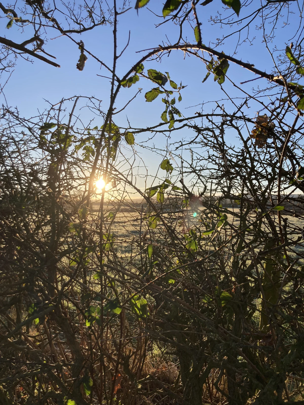 The morning sun seen through a tangled hedge: a metaphor for the work I do helping people unpick problems and find a better way to work using Apps Script for Google Workspace.